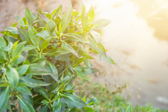 Branch of Bush with Young Green Leaves in Morning Golden Sunlight Hanging over River. Pastel Color Flare. Spring Nature Awakening Freshness Purity Tranquility Easter Concept