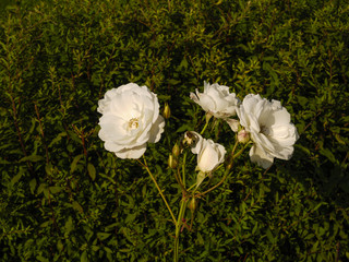 white flowers