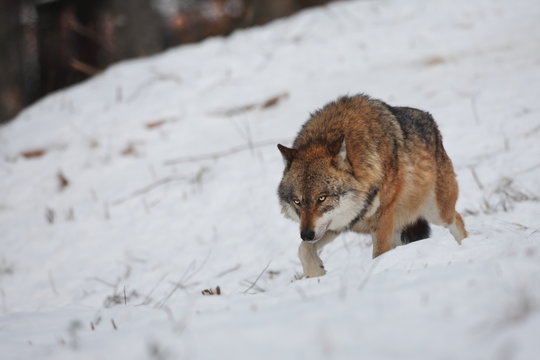 Canis lupus. Wolf in winter nature. Pictures from the National Park. Living all over Europe.