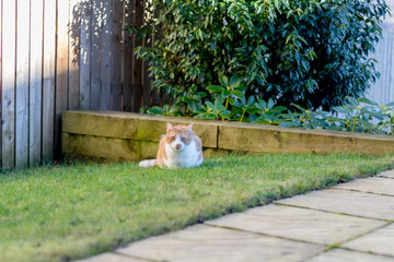 Ginger and white cat in the garden 