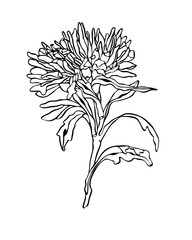 Contour illustration Flower Aster with leaves Art nouveau