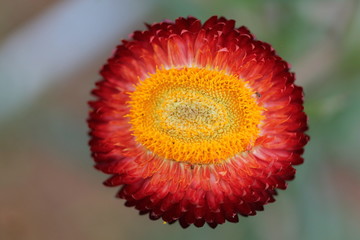 Red paper flowers Natural background