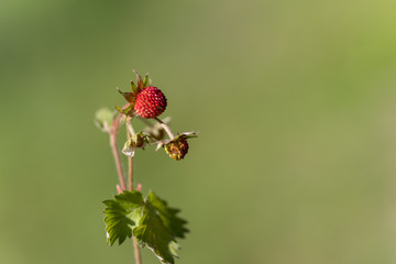 Woodland strawberry