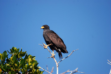 Bird in Celestun