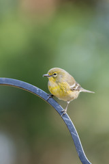 Pretty Pine Warbler taking a rest