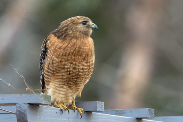 Cool Hawk looking for Lunch