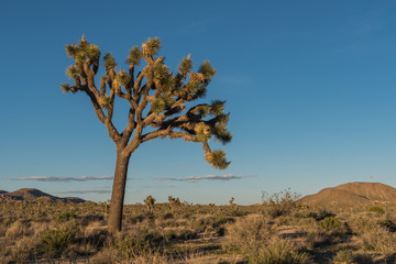 Leaning Joshua Tree in Afternoon Light