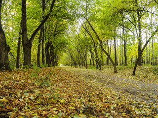 Obraz premium Green alley