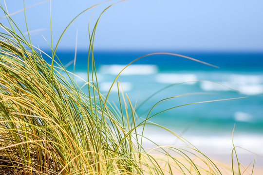 Close up of green reet grass moving in the wind with the ocean, beach and waves in the background  at Oyster Bay, South Africa. 