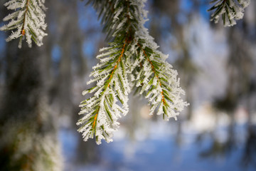 Mit Schnee bedeckte Fichtennadeln, Nahaufnahme in der Morgensonne