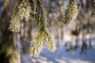 Mit Schnee bedeckte Fichtennadeln, Nahaufnahme in der Morgensonne