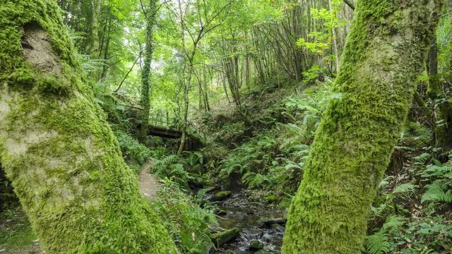 Time lapse en el bosque de Galicia