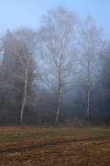 Obraz na płótnie Canvas Birken im Nebel