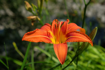 Fototapeta premium Feuerlilie