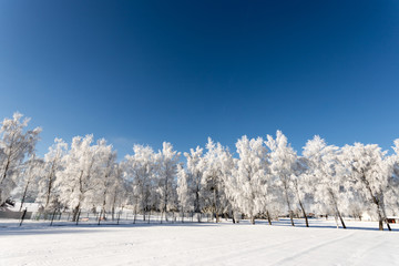Fototapeta na wymiar Frostiger Baum mit Eiskristallen im Winter, blauer Himmel