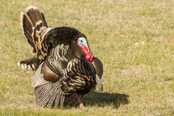 A Wild Turkey Tom Looks for Love in the Spring in Idaho