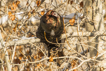 A Wild Turkey Roosts on a Bitter Cold Idaho Day