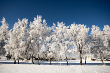 Frostiger Baum mit Eiskristallen im Winter, blauer Himmel