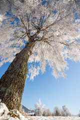 Frostiger Baum mit Eiskristallen im Winter, blauer Himmel