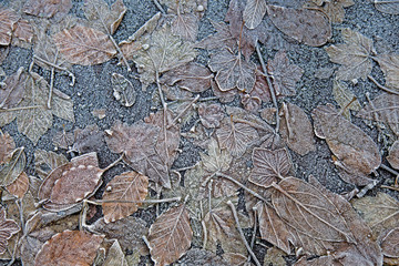 Vereiste Blätter im Winter