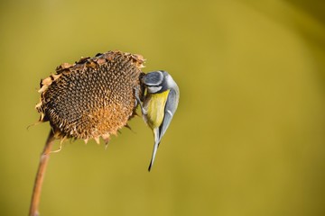 Parus major, Blue tit . A small bird sits on a sunflower plant and feeds sunflower seeds. Wildlife scenery, Slovakia, Europe.