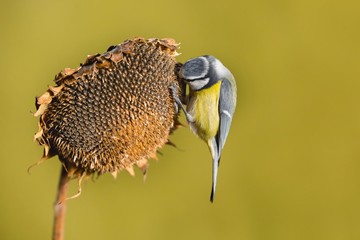 Parus major, Blue tit . A small bird sits on a sunflower plant and feeds sunflower seeds. Wildlife scenery, Slovakia, Europe.