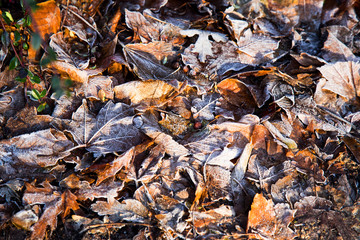 Laub  auf dem Waldboden