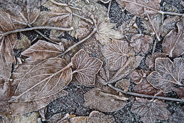 Vereiste Blätter im Winter