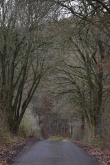 Autumn landscape with a beautiful avenue with big trees in a small village in Kassel, Germany