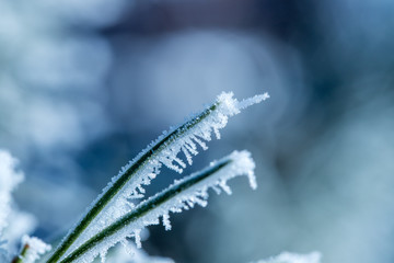 Mit Schnee bedeckte Kiefernnadeln, Nahaufnahme in der Morgensonne