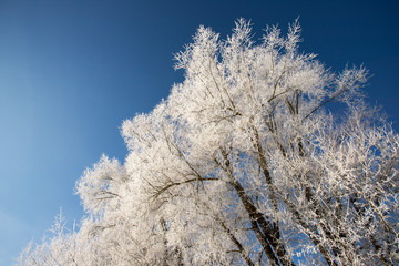 Frostiger Baum mit Eiskristallen im Winter, blauer Himmel