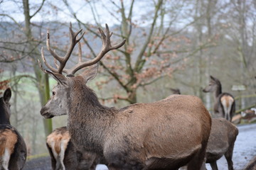 Closeup of a majestic brown stag in a forest in Germany