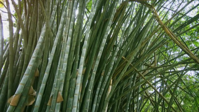 Thickets of green bamboo at Royal Botanic Gardens. Sri Lanka