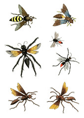 Illustration wasps, bees and bumblebees.