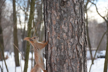 белка движется по стволу сосны,в заснеженном парке   © sashasandro