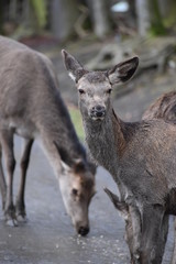 Closeup of a young red deer with his family in a forest in Germany