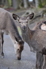 Closeup of a young red deer with his family in a forest in Germany