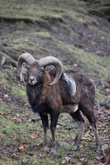 Closeup of a brown ram in a forest in Germany