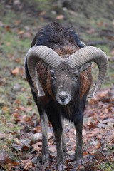 Closeup of a brown ram in a forest in Germany