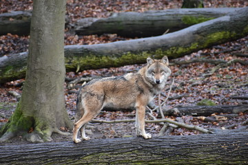 Closeup of a wild wolf on a tree trunk in a forest in Germany