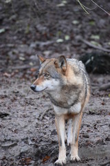 Closeup of a wild wolf in a forest in Germany