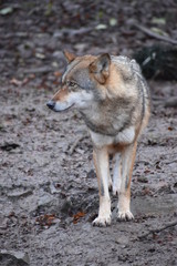 Naklejka na ściany i meble Closeup of a wild wolf in a forest in Germany