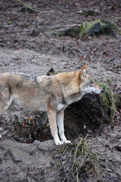 Closeup of a wild wolf in a forest in Germany