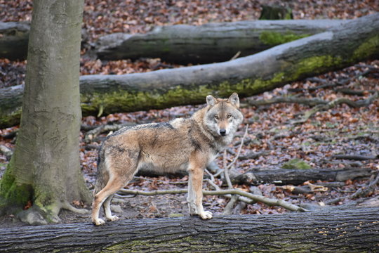 Closeup of a wild wolf on a tree trunk in a forest in Germany