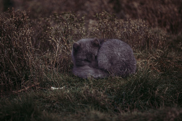 MELRAKKI | Polar Fuchs