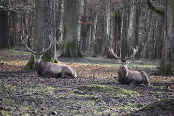 Closeup of two majestic lying brown stags in a forest in Germany