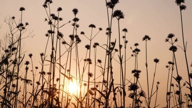 Silhouette, Beautiful flowers in field on sunset background.4k video