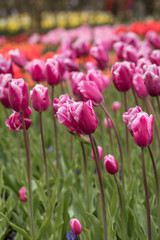 Obraz premium Purple tulips flowers blooming in a garden