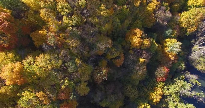 Autumn forest and in sunny weather and the river outside the city