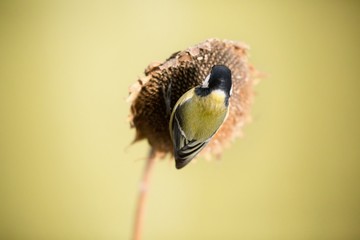 Parus major, Blue tit . A small bird sits on a sunflower plant and feeds sunflower seeds. Wildlife scenery, Slovakia, Europe.